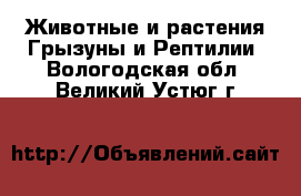 Животные и растения Грызуны и Рептилии. Вологодская обл.,Великий Устюг г.